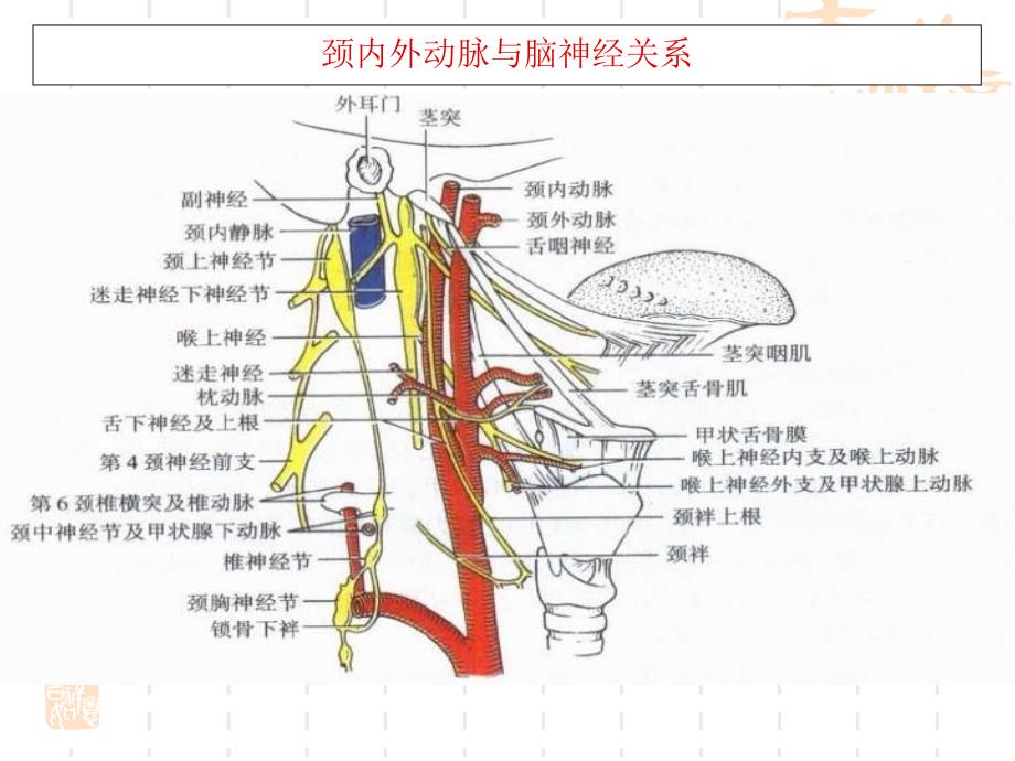 颈动脉体瘤手术治疗_第3页