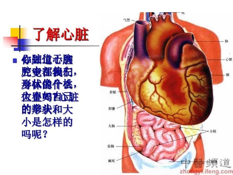 五年级上册科学课件1.2心脏和血管湘科版一起共8张PPT_第5页