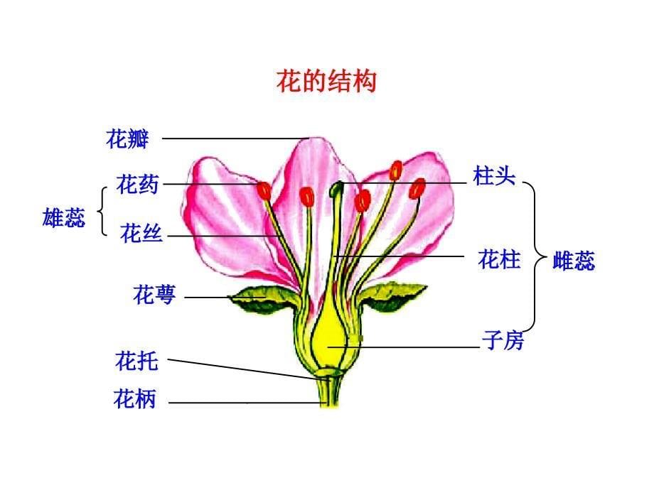 开花和结果课件新人教版_第5页