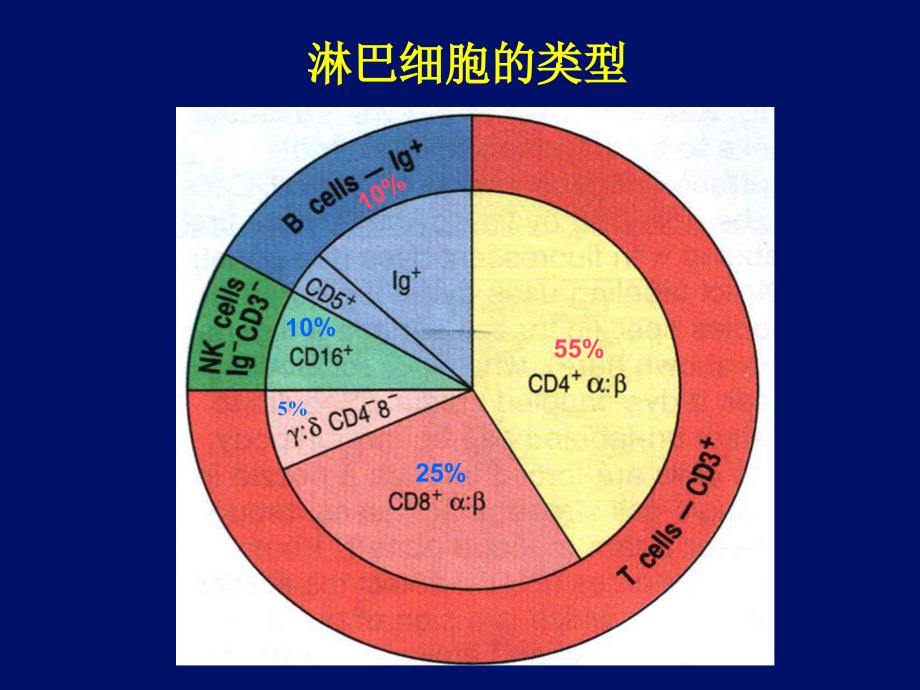 医学免疫学：第十章 T淋巴细胞_第3页