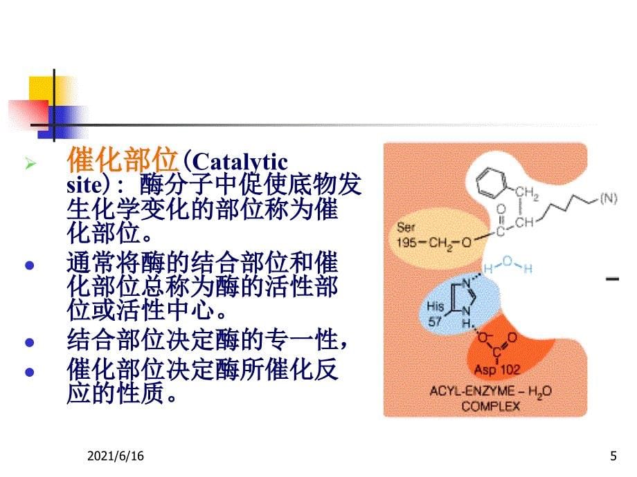 2011 酶作用机制_第5页