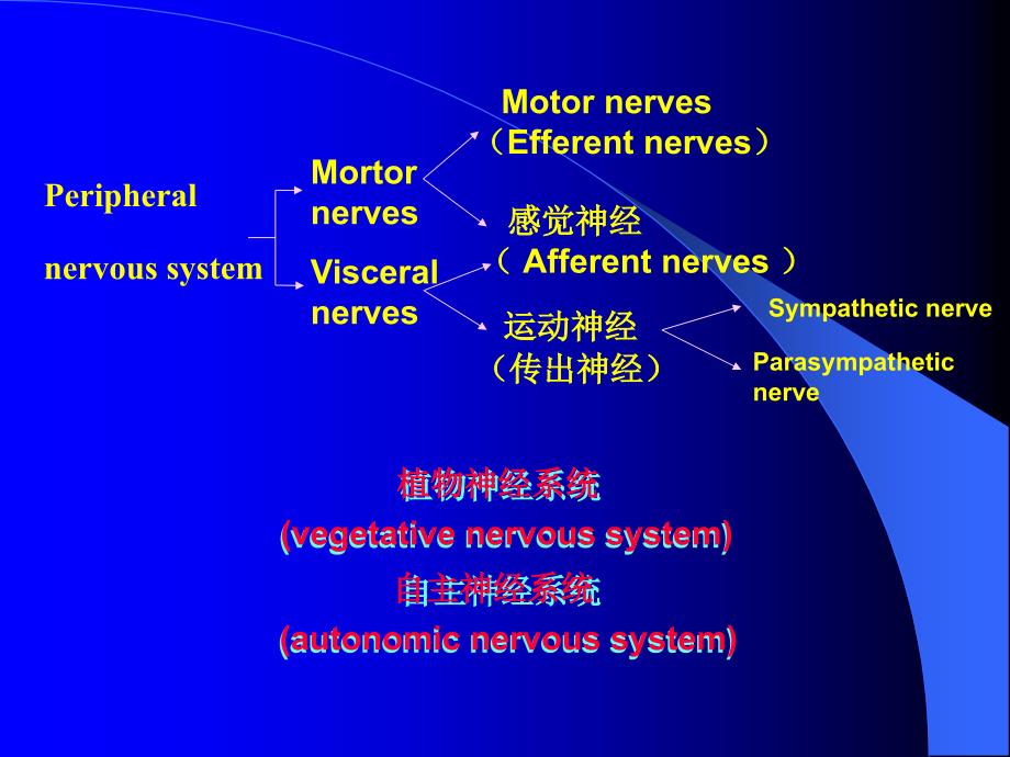 内脏神经系统北京学医学部解剖学教研室_第3页