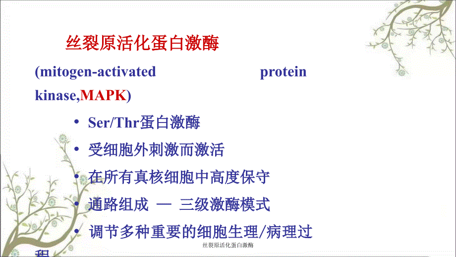 丝裂原活化蛋白激酶_第2页