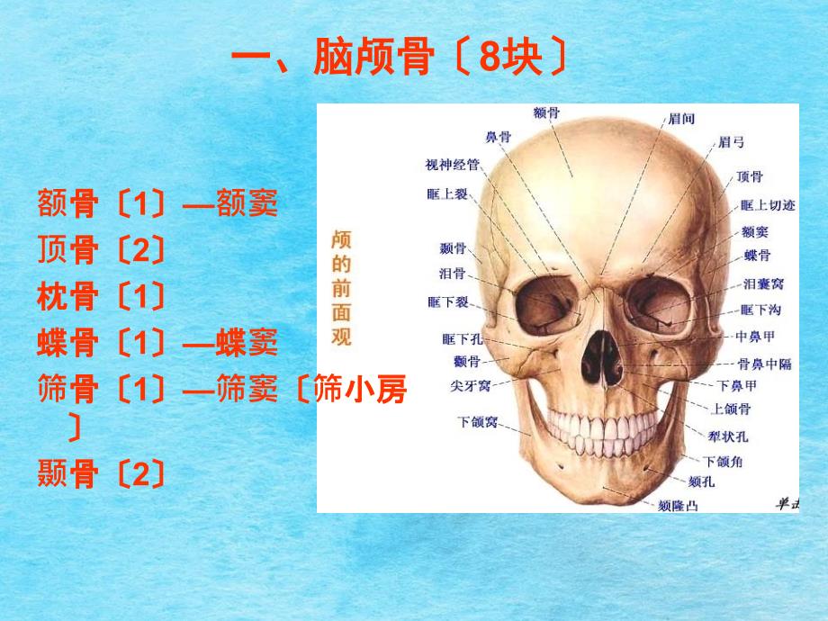 系统解剖学颅骨wzf08.9.26ppt课件_第3页