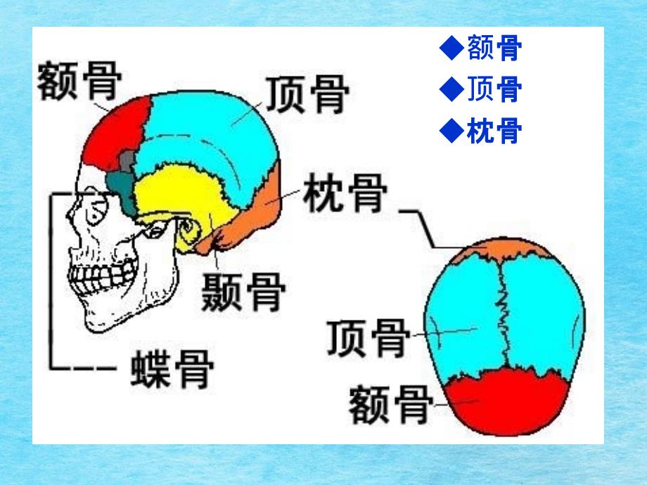 系统解剖学颅骨wzf08.9.26ppt课件_第4页