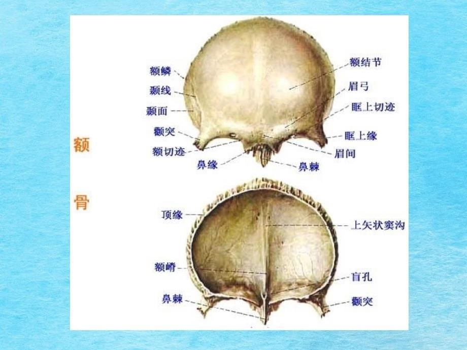 系统解剖学颅骨wzf08.9.26ppt课件_第5页