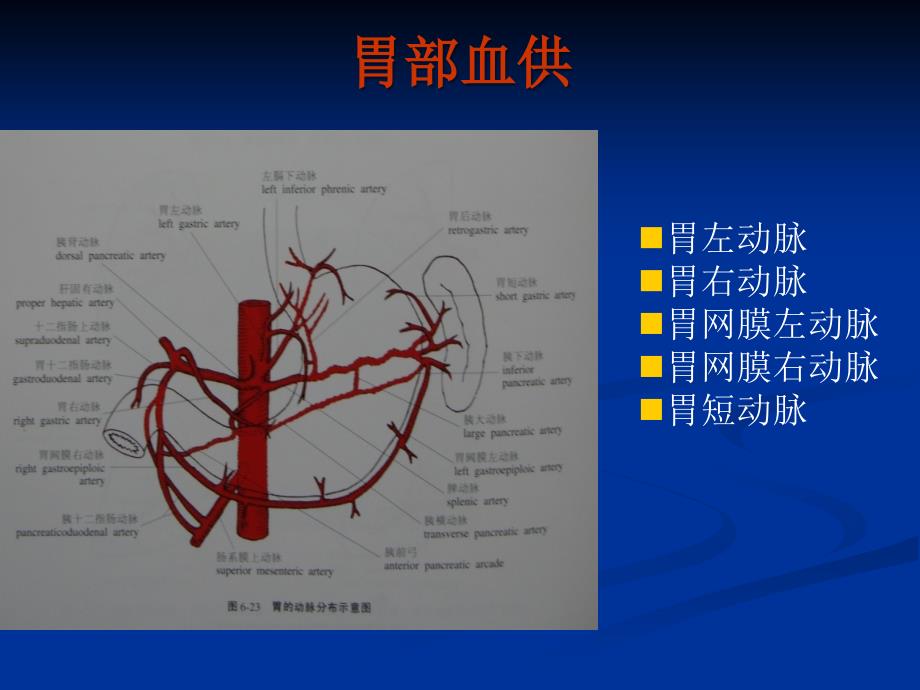 最新胃癌介入治疗的临床分析与疗效评价PPT文档_第2页