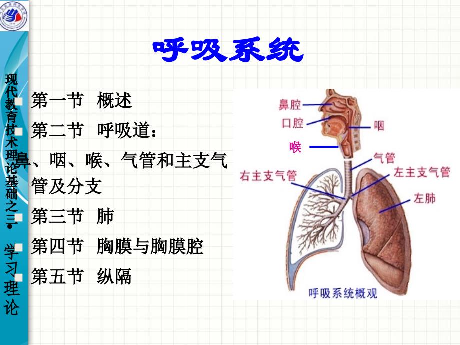 系统解剖学之呼吸系统_第2页