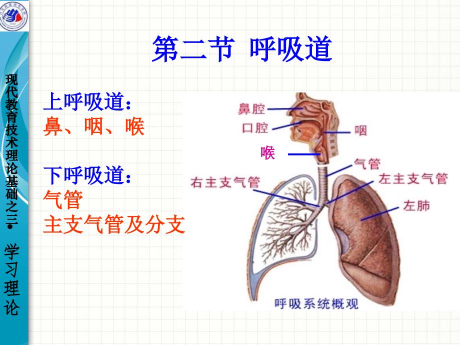 系统解剖学之呼吸系统_第4页