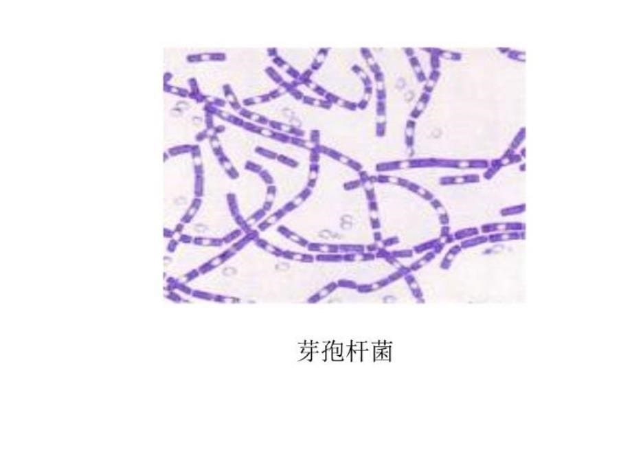 最新微生物基础知识PPT课件_第5页