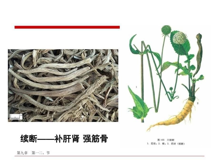 中医护理学第九章第一二节中药基本知识精选文档_第5页