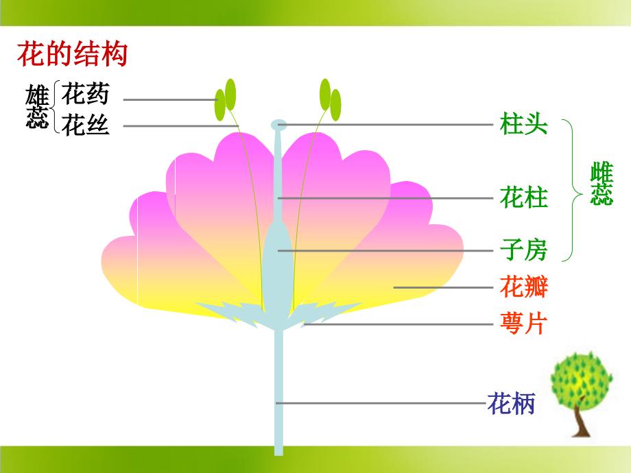 第二节植物的有性生殖 (2)_第2页