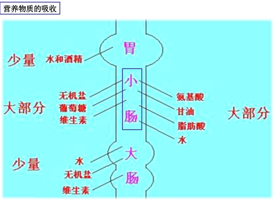 第二节 消化与吸收（第二学时）_第4页