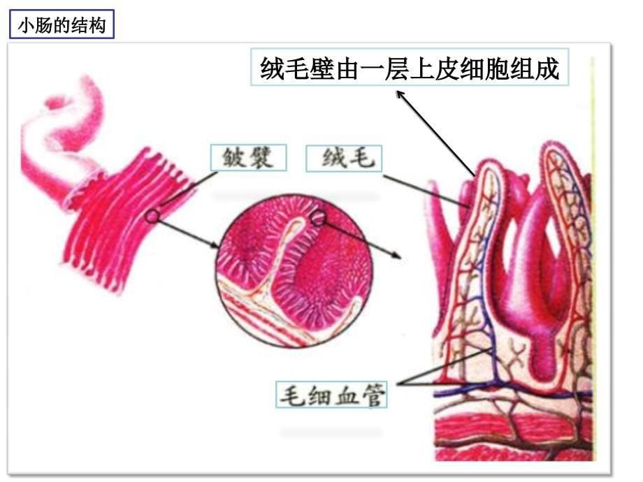 第二节 消化与吸收（第二学时）_第5页