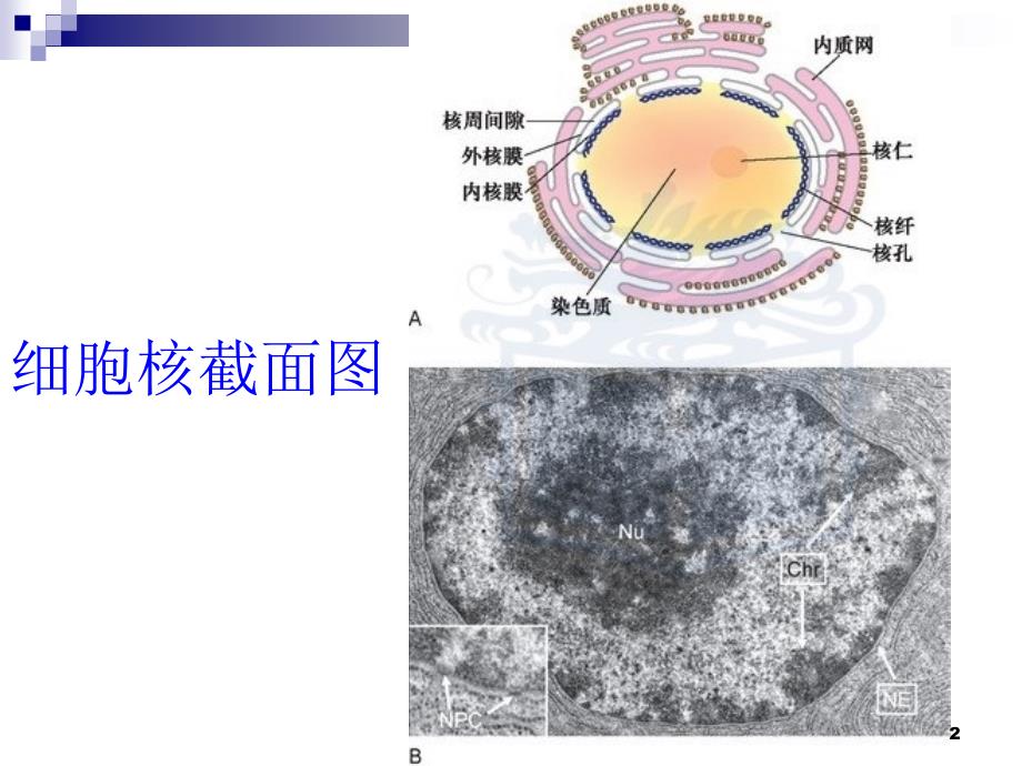 细胞核与染色质ppt课件_第2页