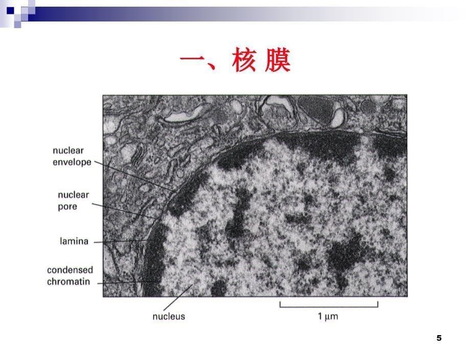 细胞核与染色质ppt课件_第5页