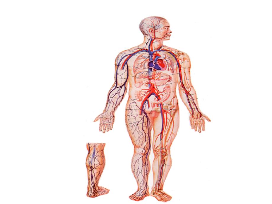 股静脉穿刺及下肢血管解剖演示文稿_第1页