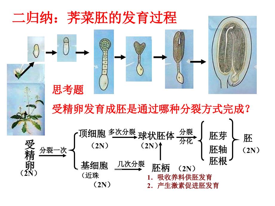 荠菜的发育过程_第1页