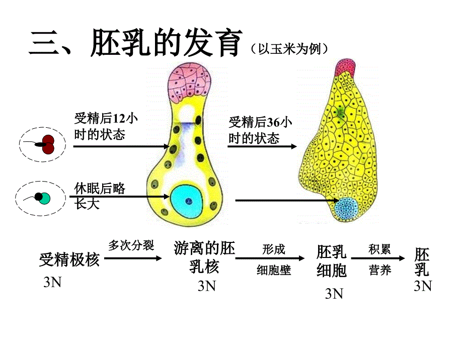 荠菜的发育过程_第3页