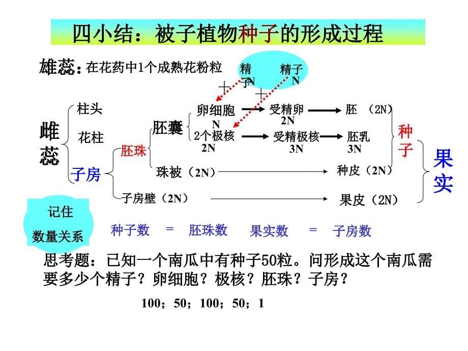 荠菜的发育过程_第5页