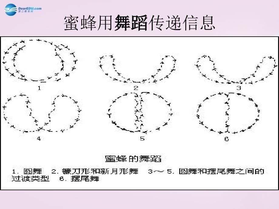 六年级科学下册生物是怎样传递信息的课件4青岛版_第5页