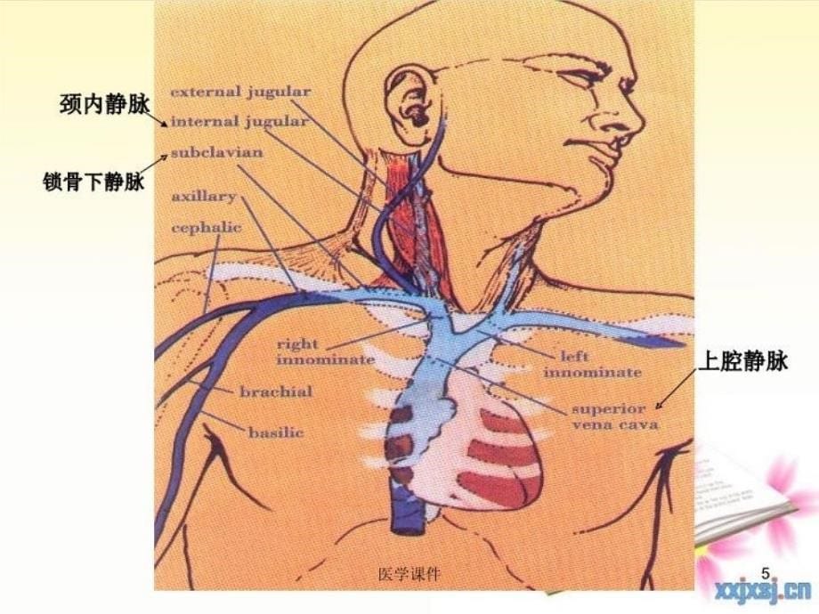 中心静脉置管护理课件培训讲学_第5页