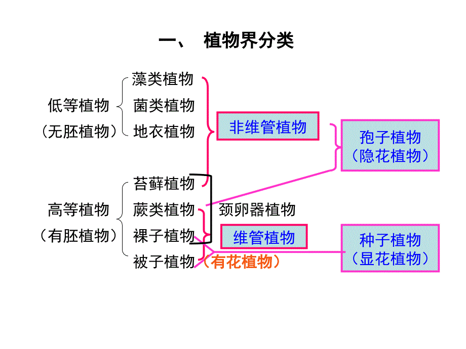 《园林树木形态学》PPT课件_第2页