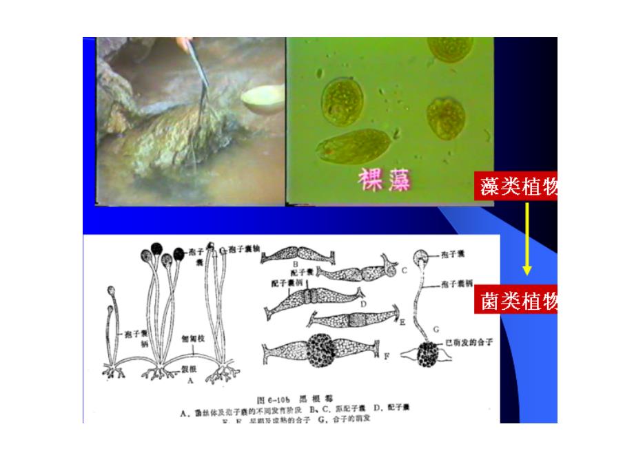 《园林树木形态学》PPT课件_第3页