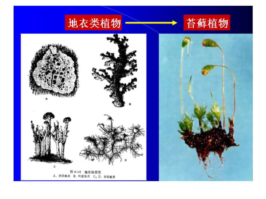 《园林树木形态学》PPT课件_第4页