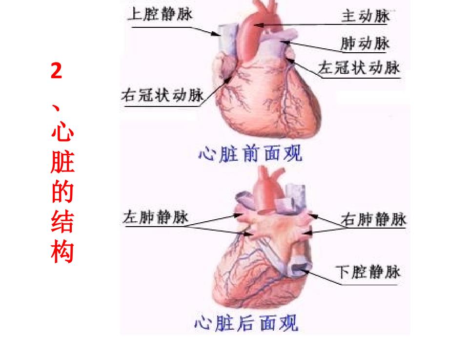 人教版七年级生物下第四单元第四章人体内物质的运输第三节课堂PPT_第4页