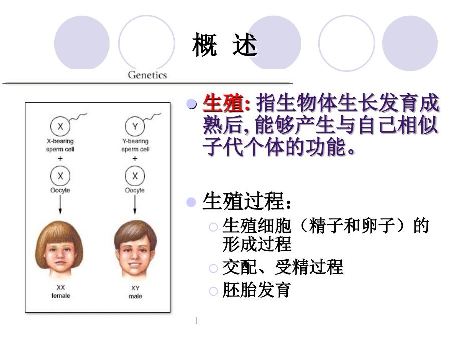 生殖系统(生理)_第2页