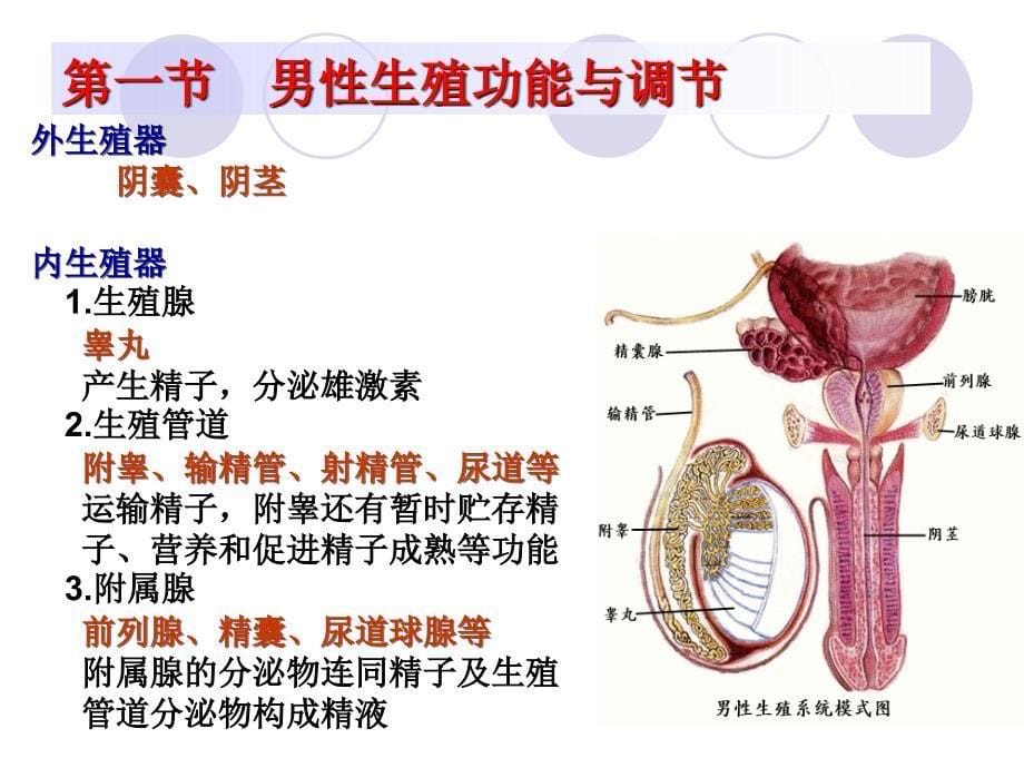 生殖系统(生理)_第5页