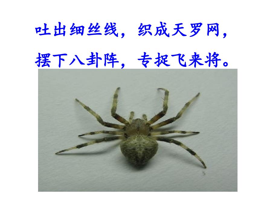 识字4 (12)_第4页