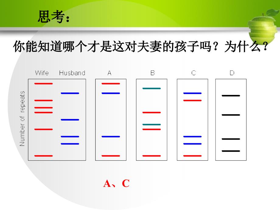 23遗传信息的携带者—核酸_第3页