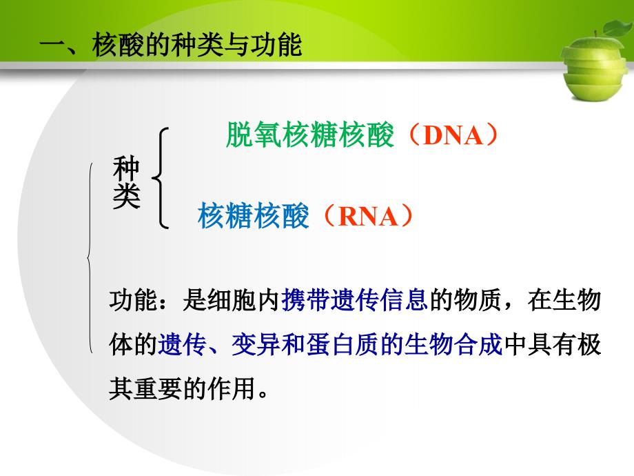 23遗传信息的携带者—核酸_第4页