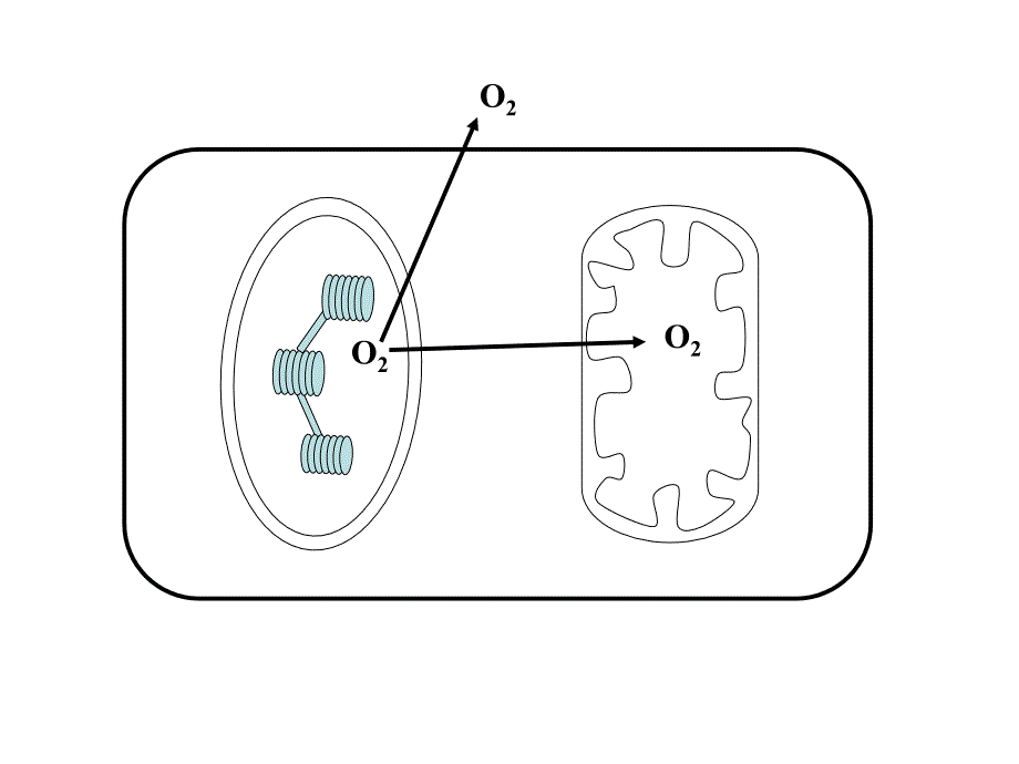 光合作用和呼吸作用综合问题分析_第4页