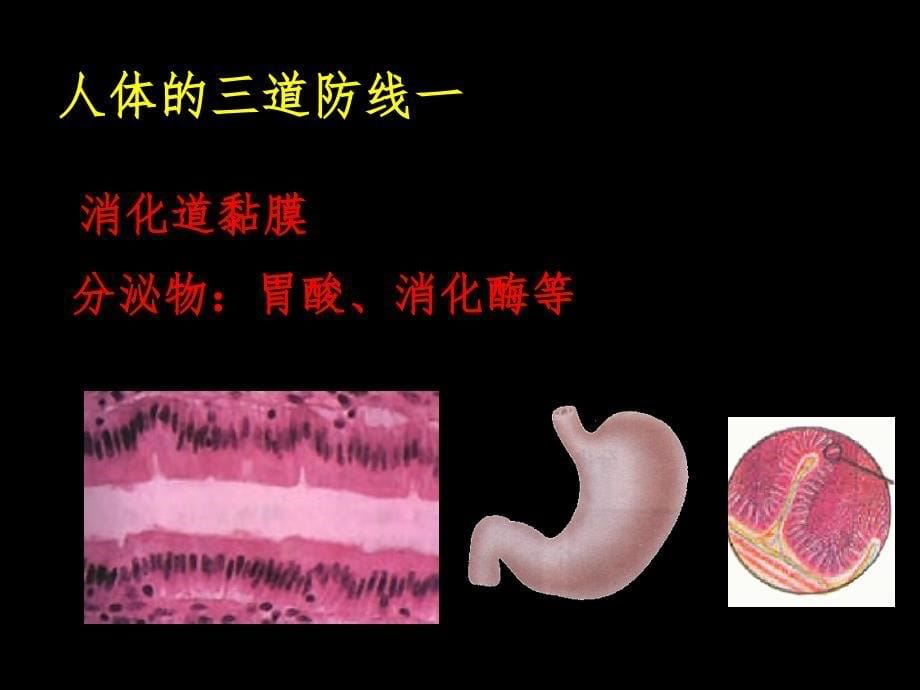 疫和计划免疫PPT课件_第5页