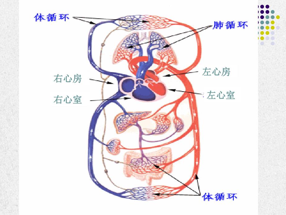 局部血液循环障碍第三章_第3页