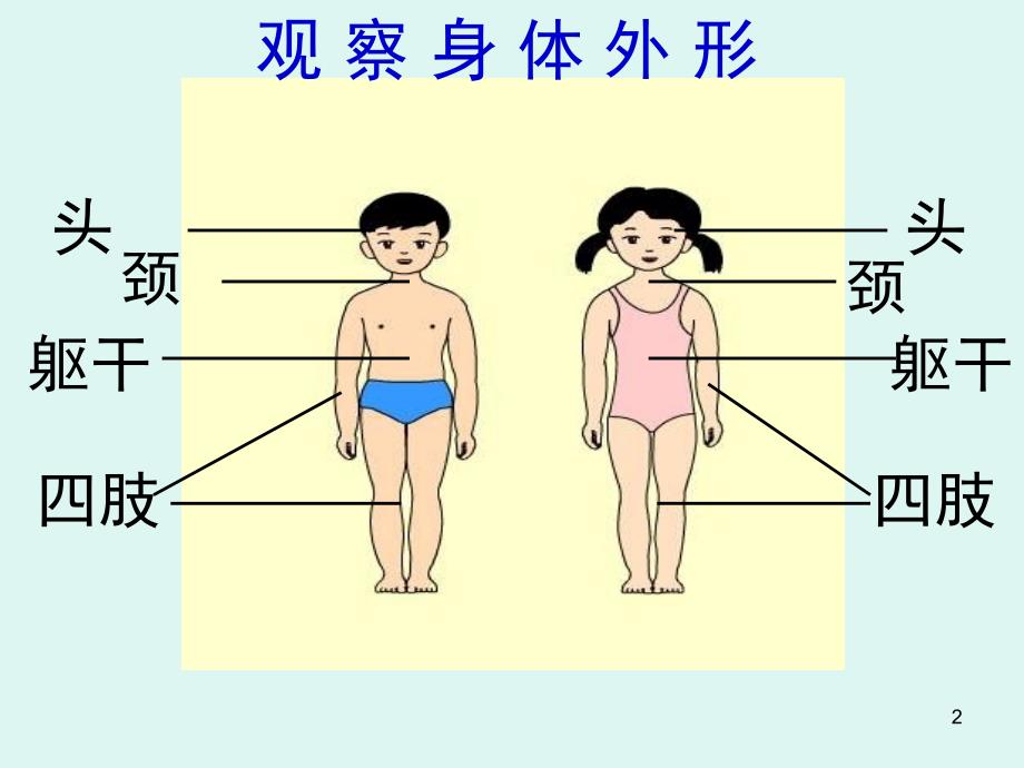 身体的结构课堂PPT_第2页