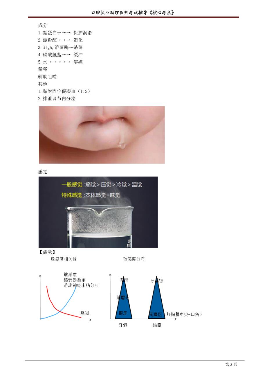 2021年口腔助理医师讲义之口腔解剖生理学_第5页