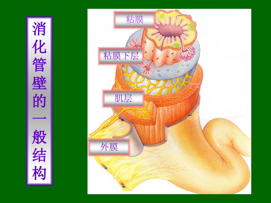 组织学与胚胎学：消化管(微观）_第4页