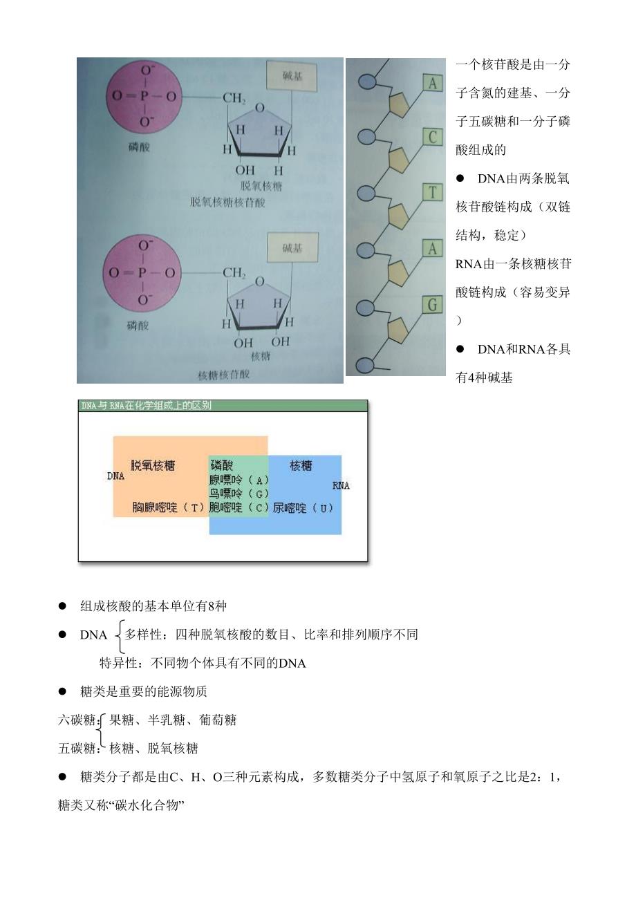 2023年高一生物必修分子与细胞知识点总结.doc_第4页