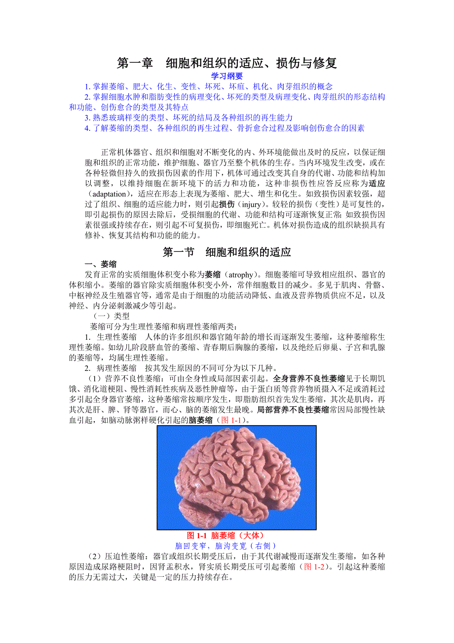 第一章-细胞和组织的适应损伤与修复_第1页