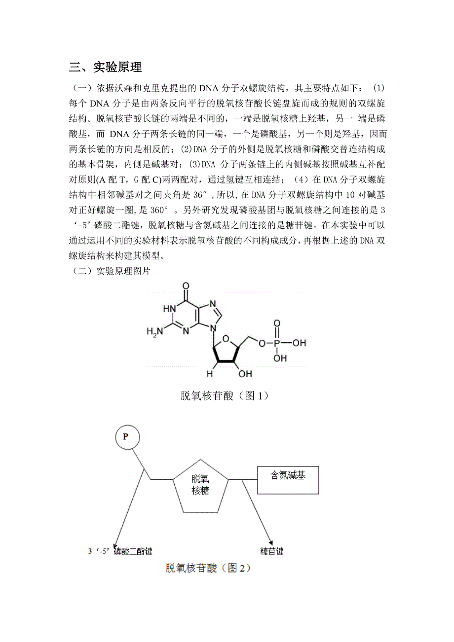 制作DNA双螺旋结构模型分析_第4页