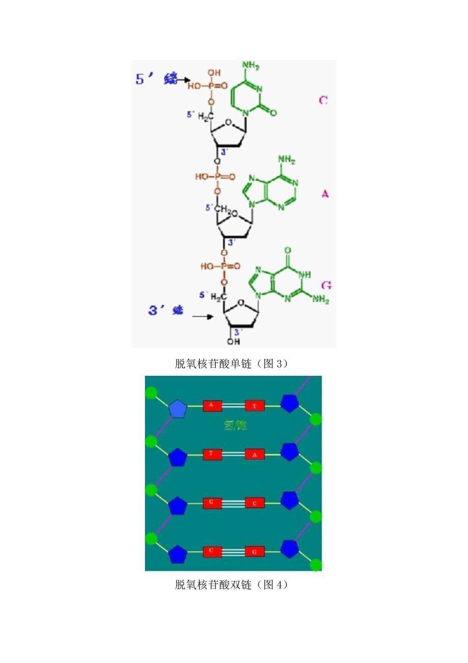 制作DNA双螺旋结构模型分析_第5页