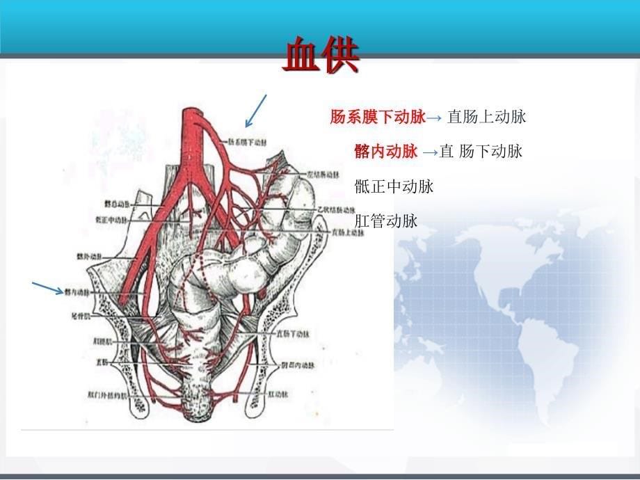 经腹直肠癌根治术结肠造瘘术手术配合PPT课件_第5页