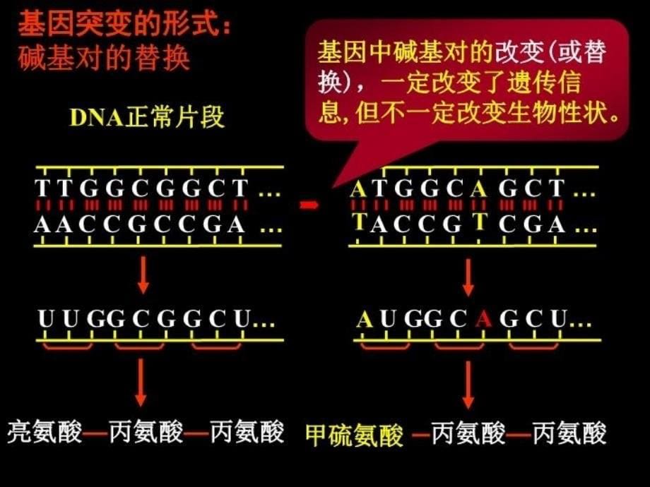 最新参赛课件生物基因突变和基因重组ppt课件_第5页