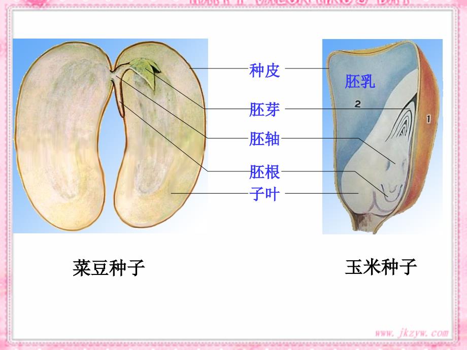 生物种子的萌发课件.ppt_第1页