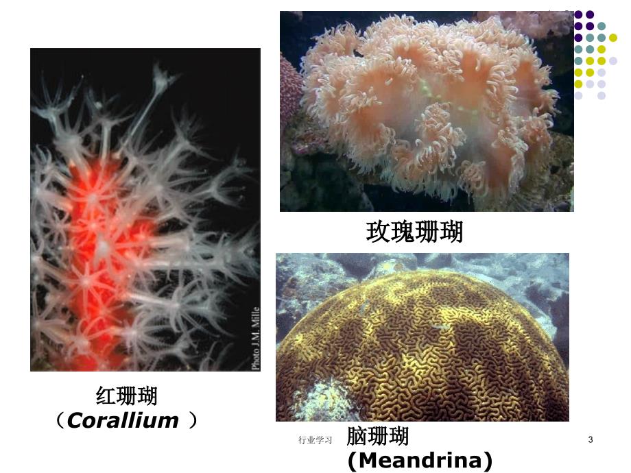 第五章腔肠动物门高等教学_第3页