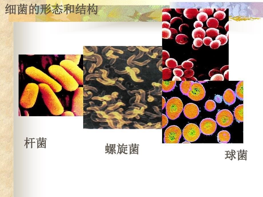 第二细菌任民中学宋丽新名师编辑PPT课件_第5页